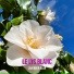 Lavender Bear