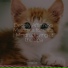 Cats Music Zone, Cat Music, Cat Music Experience