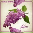 Joe2Shine