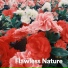 Mother Earth Sounds