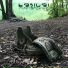 Basilai