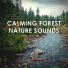 Calming Forest