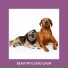 Relaxing Dog Music