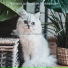 Музыка для кошек Коллекции