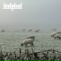 ledokol t.