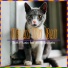 RelaxMyCat, Cat Music Dreams