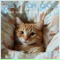 RelaxMyCat, Cat Music Dreams, Cat Music Zone