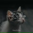 Jazz Music Therapy For Cats, Pet Care Club