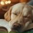 Paws for Thought, Happy Moments, Water Rocks