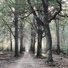 Walking through the Forest