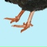 Noga Erez