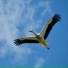 кояш