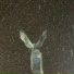 ANCHIK