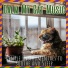 RelaxMyCat, Cat Music, Cat Music Dreams