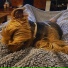 The Sleepy Sounds