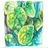 pilea