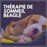 Musique Calmante Pour Chiens
