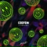 Ceefon