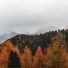 Nazibrola