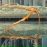 季一昂