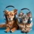 My ASMR Moments, Pet Bliss, Feel the Joy