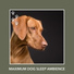 Dog Chill Out Music