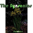 The Synsonics