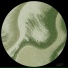 Lucio Andres