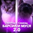 DashPop, САШКЕД