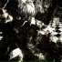 SXREAM