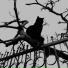 BlackCatCrew