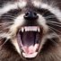 "Big" Joe Raccoon