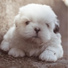 Music for Dog's Ears, Calm Doggy, Dog Music Club