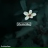 MyceliumBug