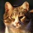 Cat Nap, Music for Cats All-stars, Cat Peace Music