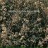 mayforest