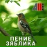 AllVideo