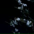 seyush