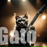 Gato