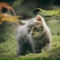 Cat Relaxing Master