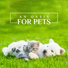 Pet Music Academy