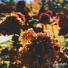 Berezy, dxydream