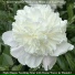 Inner Splendor Meditation Music and Yoga Project