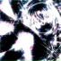 6ex Lin