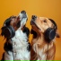 Calm Dog Music, Sleep Dog, Relaxing Minds