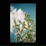 Cvrst3