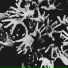 EVOL