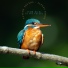 ASMR Birds in the Forest