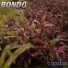 Condro