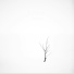 Plume